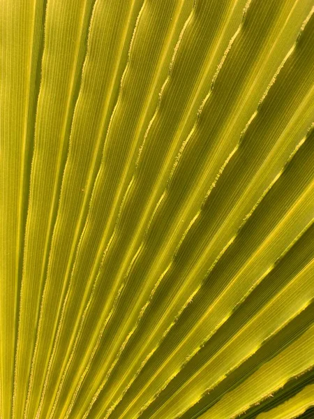 Textura Fundo Folha Verde Uma Palmeira Sul Estrutura Tropical Folha — Fotografia de Stock