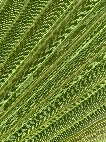 Background Texture Green Leaf Southern Palm Tree Tropical Palm Leaf — 图库照片