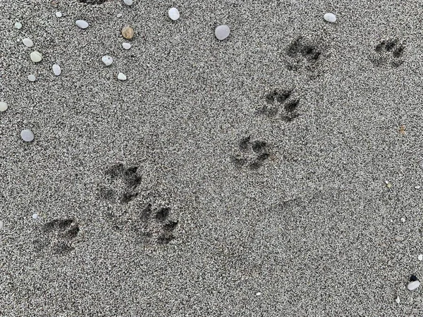 Deniz kumunda köpek ayak izleri. Kumlu deniz kıyısında hayvan ayak izleri. Arkaplan dokusu: Yaz sahil yürüyüşleri.