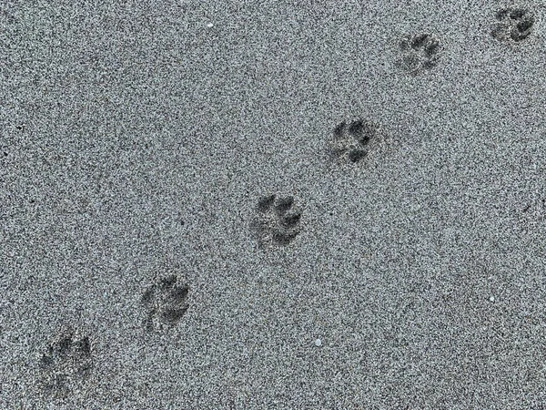 Pegadas Cão Areia Mar Pegada Animais Costa Arenosa Textura Fundo — Fotografia de Stock