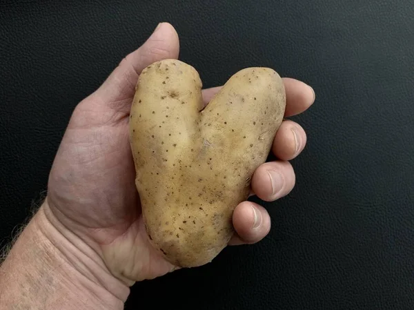 Potatis Form Ett Hjärta Potatisfrukter Ovanlig Form Grönsaker Isolerade Svart — Stockfoto