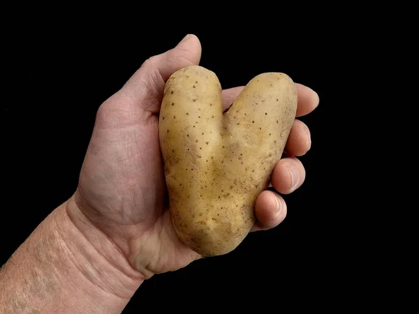 Potatis Form Ett Hjärta Potatisfrukter Ovanlig Form Grönsaker Isolerade Svart — Stockfoto