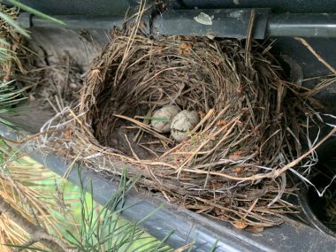 Yumurtalı kuş yuvası. Kanalizasyon borusunda bir yuva. Evin çatısında kuşlar için barınak.