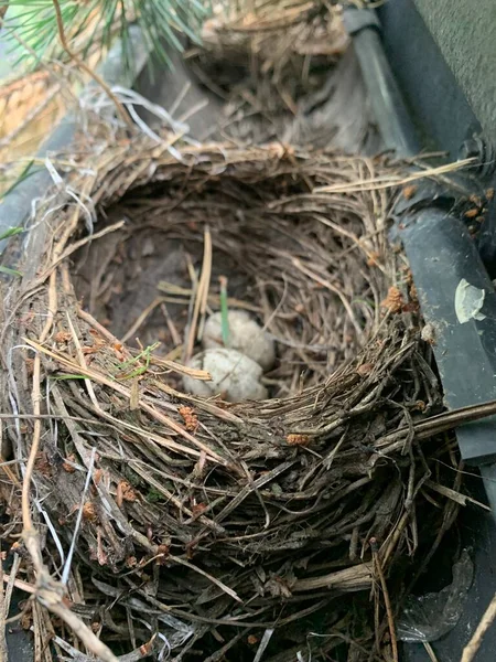 Bird\'s nest with eggs. Nest in a drainpipe. Housing for birds on the roof of the house.