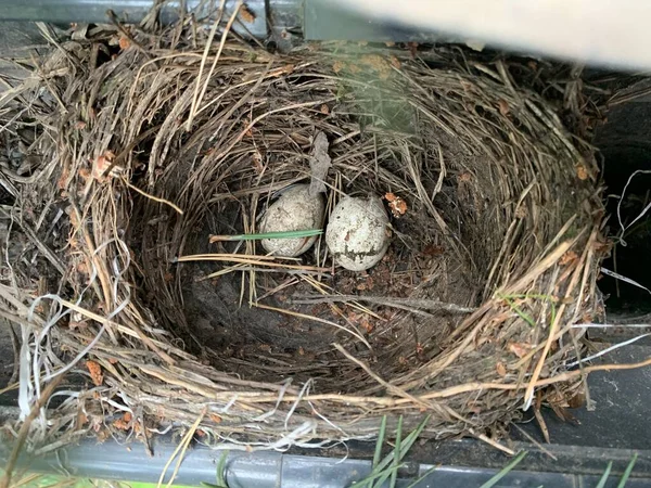 Bird\'s nest with eggs. Nest in a drainpipe. Housing for birds on the roof of the house.
