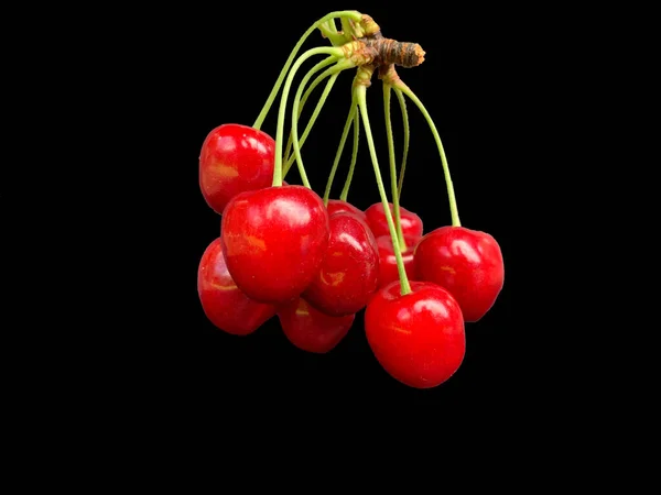 A large branch with cherry fruits, on a black background. Lots of cherries on one branch. Concept: Ripe red berry, ripe fruit