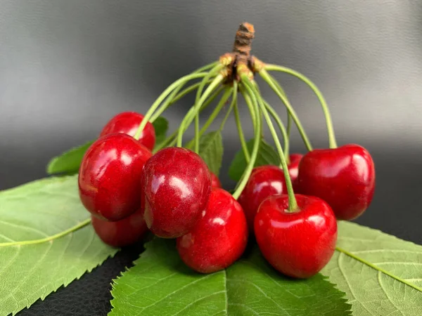 Large Branch Cherry Fruits Background Garden Lots Cherries One Branch — 图库照片