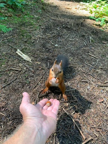 Man Feeds Nuts Squirrel Squirrel Forest Takes Nuts Man Hand — 스톡 사진