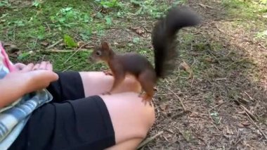 A boy feeds nuts to a squirrel. A squirrel in the forest takes nuts from a man's hand. Forest rodent prepares stocks for the winter. Ukraine, Carpathians - Skhidnytsia, August 4, 2022