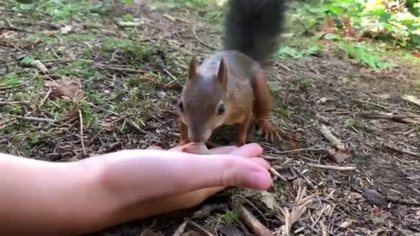 Man Feeds Nuts Squirrel Squirrel Forest Takes Nuts Man Hand — Vídeo de stock