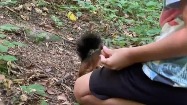 Boy Feeds Nuts Squirrel Squirrel Forest Takes Nuts Man Hand — Video Stock