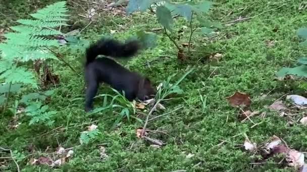 Squirrel Hides Nut Forest Forest Grykhun Prepares Stocks Winter Forest — Stock Video