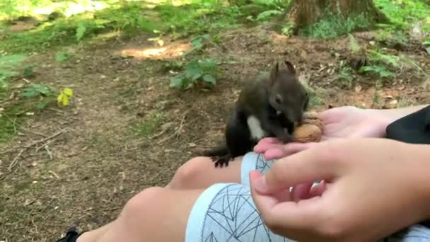 Boy Feeds Nuts Squirrel Squirrel Forest Takes Nuts Man Hand — Vídeos de Stock