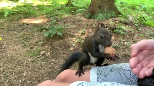 Boy Feeds Nuts Squirrel Squirrel Forest Takes Nuts Man Hand — Vídeo de stock
