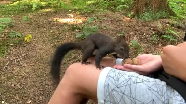 Boy Feeds Nuts Squirrel Squirrel Forest Takes Nuts Man Hand — Stockvideo