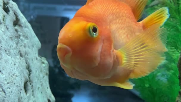 Peixe Vermelho Nada Aquário Close Goldfish Flutua Água Com Motores — Vídeo de Stock