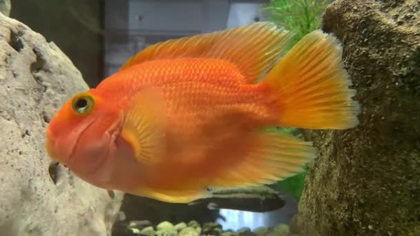 Pesce Rosso Nuota Acquario Primo Piano Pesce Rosso Galleggia Sull — Video Stock