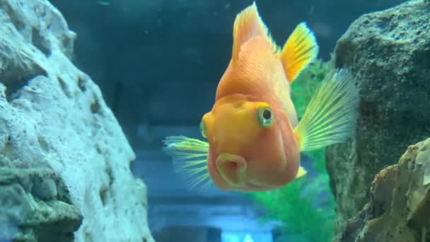 Rode Vissen Zwemmen Een Aquarium Van Dichtbij Goudvis Drijft Met — Stockvideo