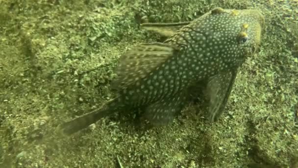 Zelená Ryba Dně Nádrže Mořské Zvíře Dně Oceánu Okrasné Ryby — Stock video
