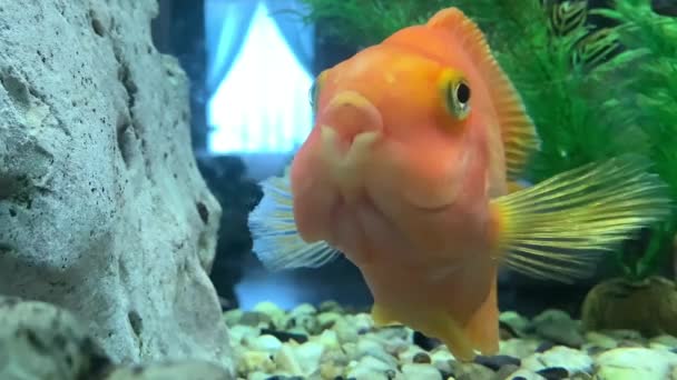 Peixe Vermelho Nada Aquário Close Goldfish Flutua Água Com Motores — Vídeo de Stock