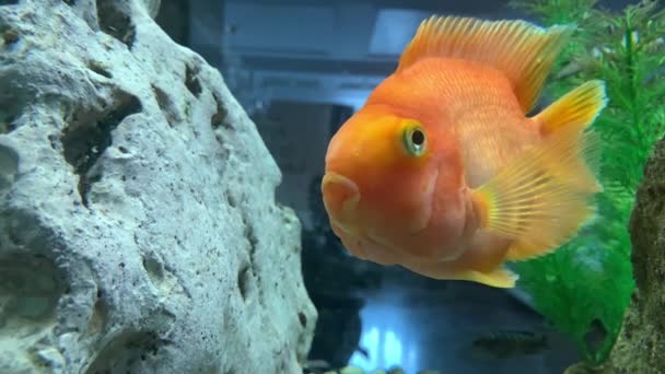 Pesce Rosso Nuota Acquario Primo Piano Pesce Rosso Galleggia Sull — Video Stock