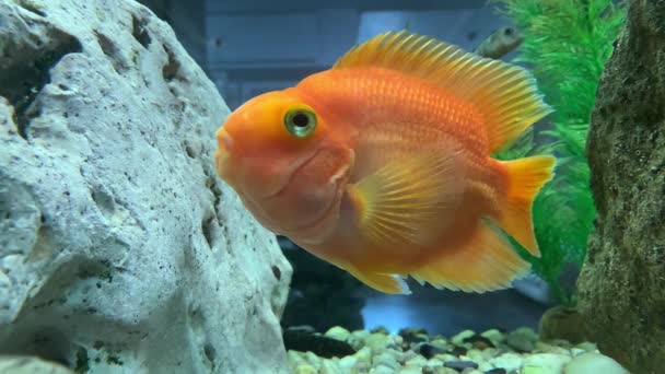 Poisson Rouge Nage Dans Aquarium Gros Plan Goldfish Flotte Sur — Video
