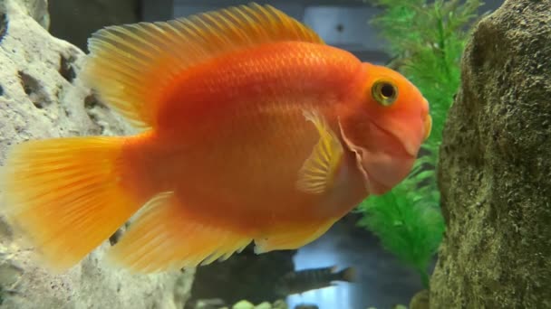 Pesce Rosso Nuota Acquario Primo Piano Pesce Rosso Galleggia Sull — Video Stock