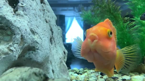 Red Fish Swims Aquarium Close Goldfish Floats Water Engines Concept — Stock Video