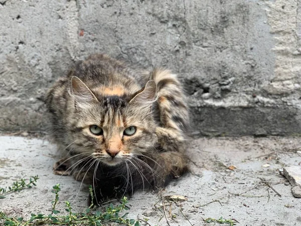 Vörös Utcai Macska Szürke Fal Mögött Egy Bolyhos Kóbor Macska — Stock Fotó