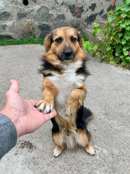 Perro Callejero Está Parado Sobre Sus Patas Traseras Primer Plano — Foto de Stock