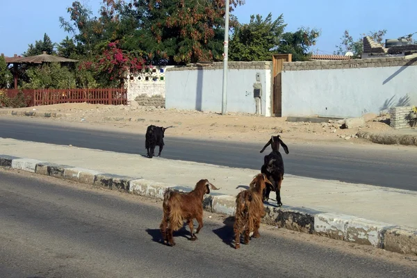keçi yolu üzerinden gidiyor