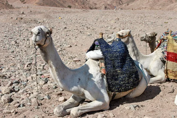 develeri bağlar dinlenme