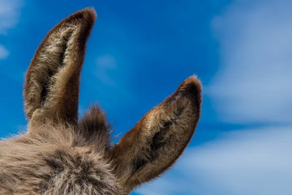 Donkey ears with blue sky