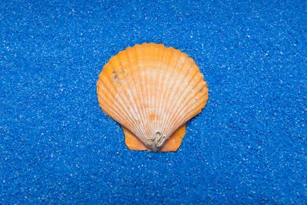 Concha na areia azul — Fotografia de Stock