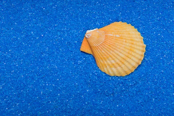 Shell på blå sand — Stockfoto