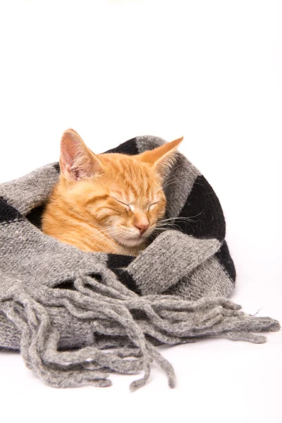 Gato bebé rojo durmiendo rodeado por una bufanda Fotos de stock