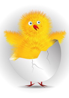 tavuk yumurta kabuğunda