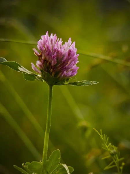 Detail of clover Stock Photo