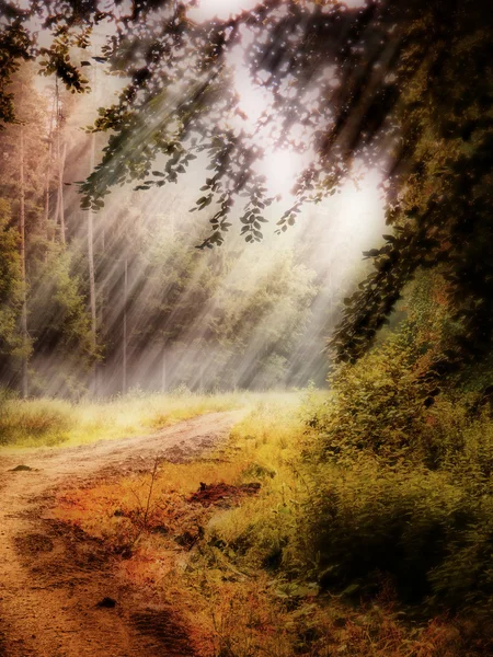 HDR mysterious forest — Stock Photo, Image