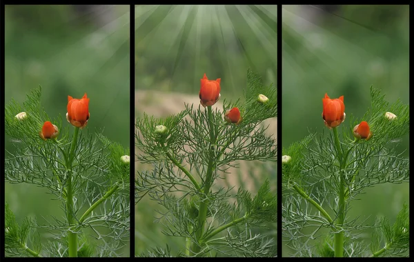 Kwiat maku — Zdjęcie stockowe