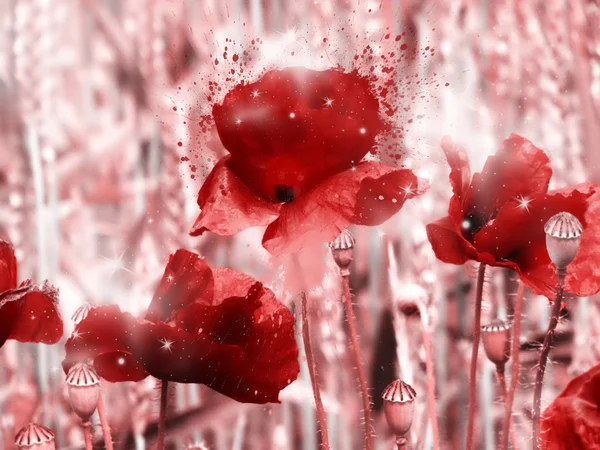 Red poppy field — Stock Photo, Image