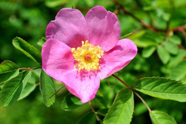 gül kalça çiçeği