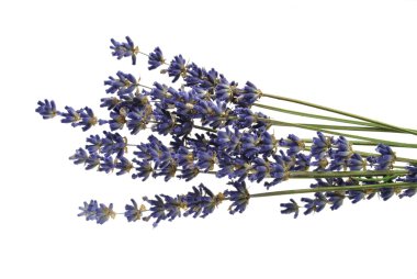 kurutulmuş levander