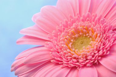 pembe gerbera