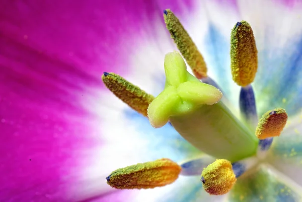 チューリップの花の花 — ストック写真