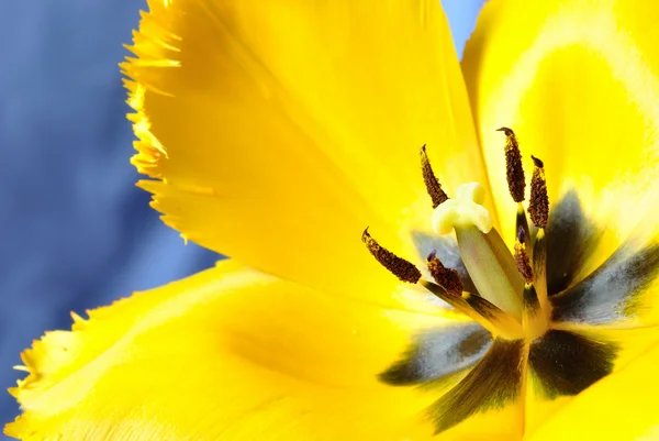 Flor de tulipán — Foto de Stock