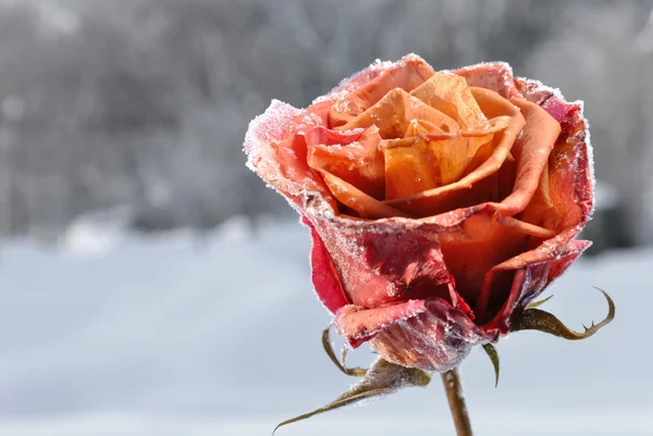 Frozen rose — Stockfoto