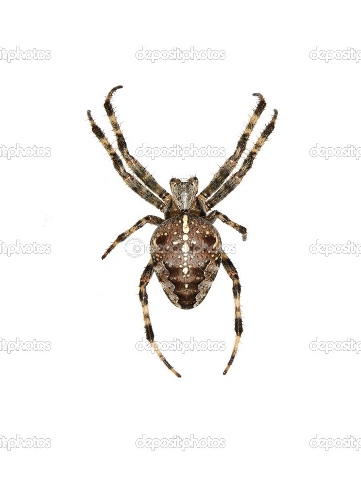 Isolated cross spider