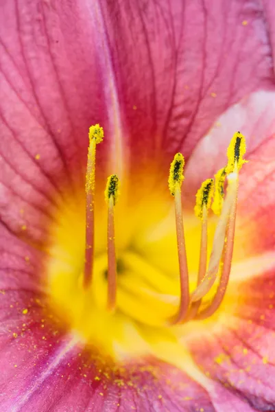 Kvetoucí denivka — Stock fotografie