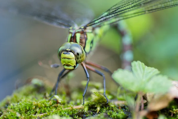 Πράσινο dragonfly — Φωτογραφία Αρχείου